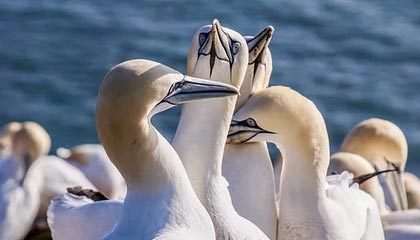 开云电竞入口-南特中场核心发挥稳定引领攻守平衡，南特足球俱乐部