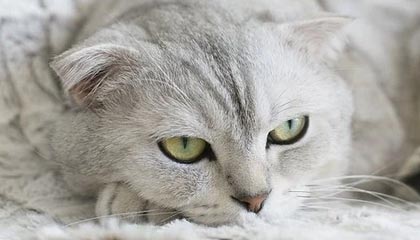 开云·体育官方网站入口-外援政策需更加合理科学，外援保护政策