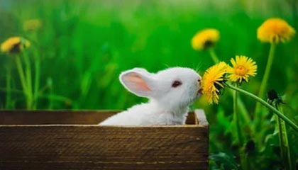 开云·体育官方网站入口-外援政策需更加合理科学，外援保护政策